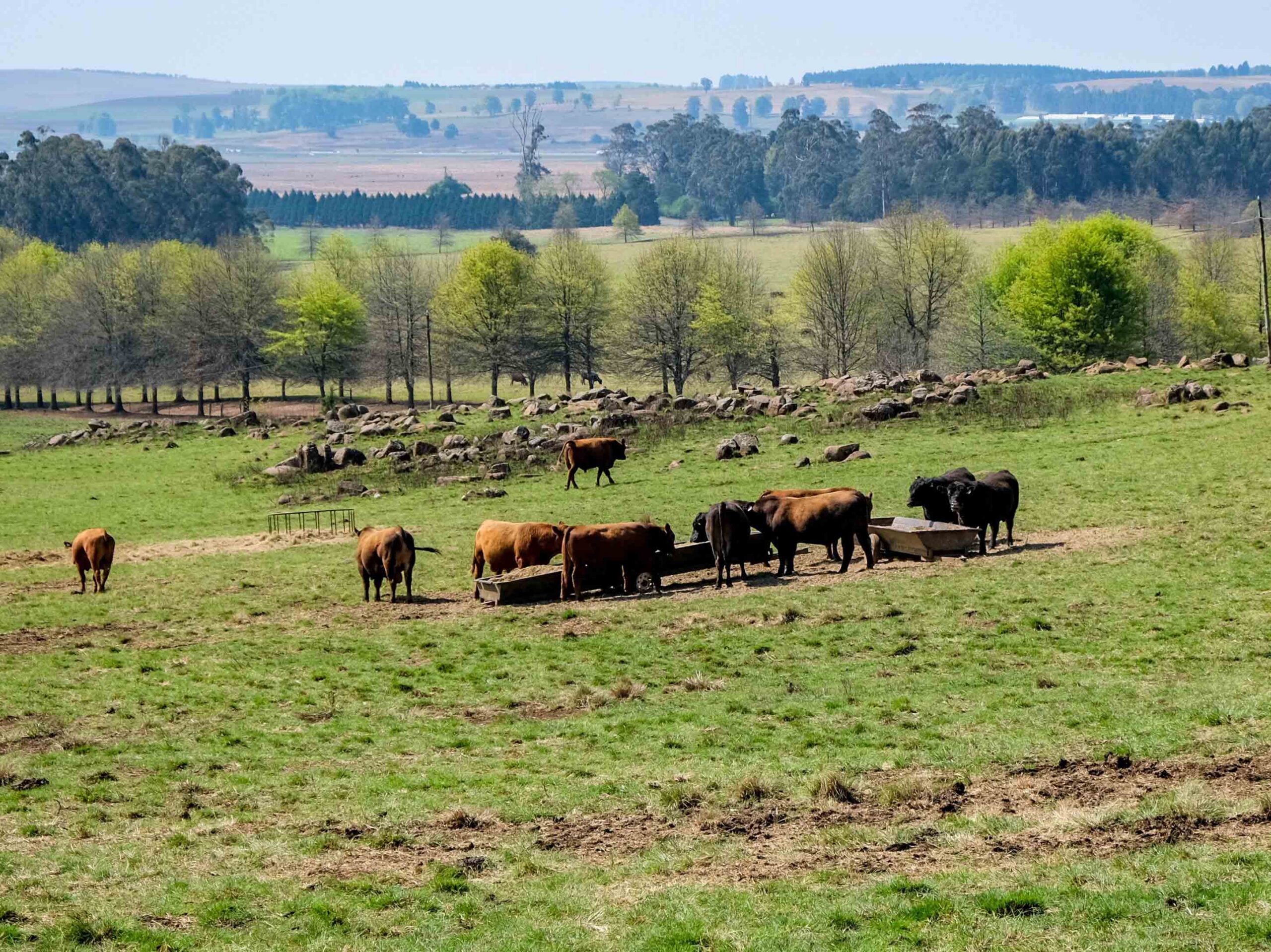 Livestock Operations