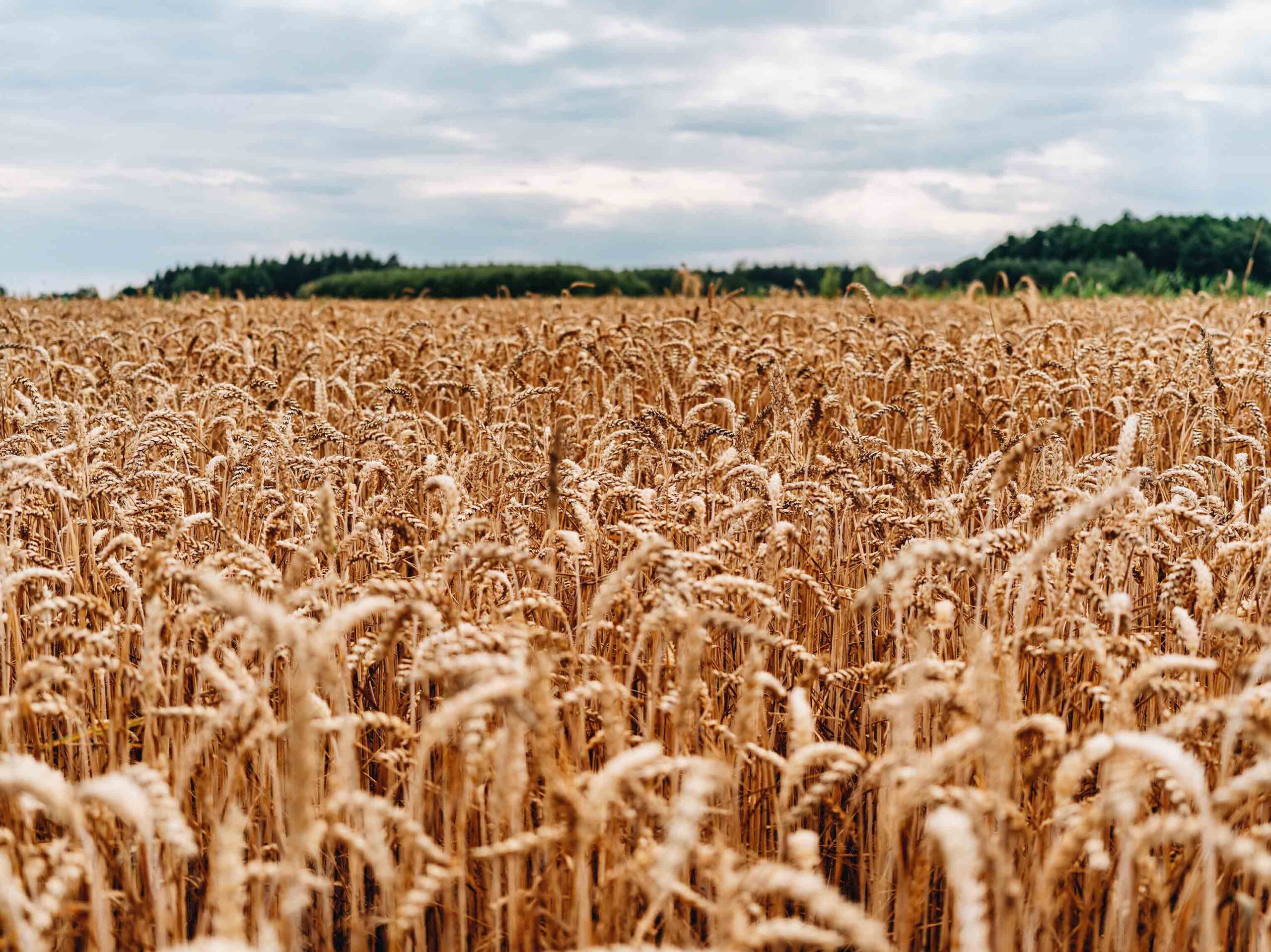 farm insurance new