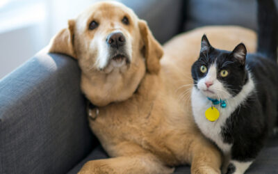 Paw-tection Plan: Insuring Your Dog’s (or Cat’s) Liability and Health