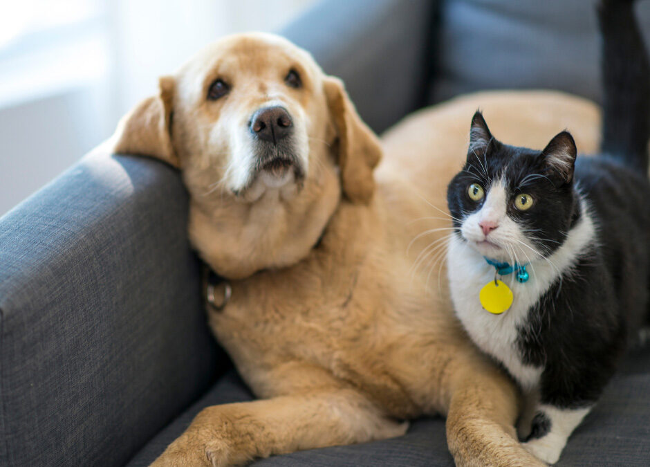 Paw-tection Plan: Insuring Your Dog’s (or Cat’s) Liability and Health